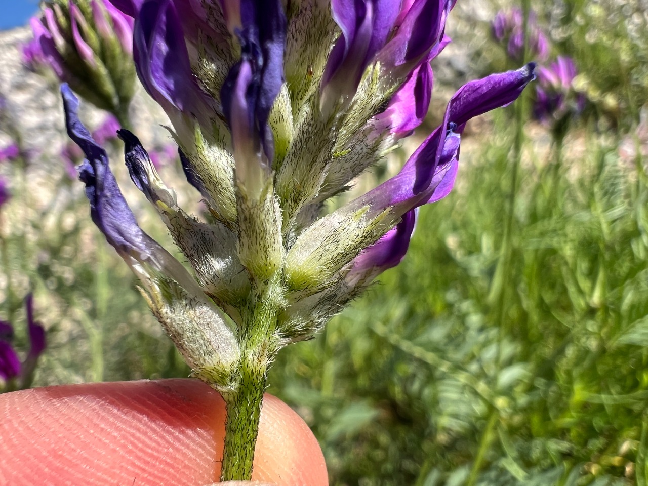Astragalus onobrychis