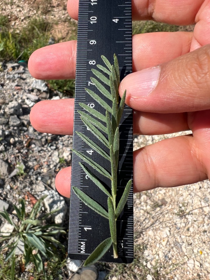 Astragalus onobrychis