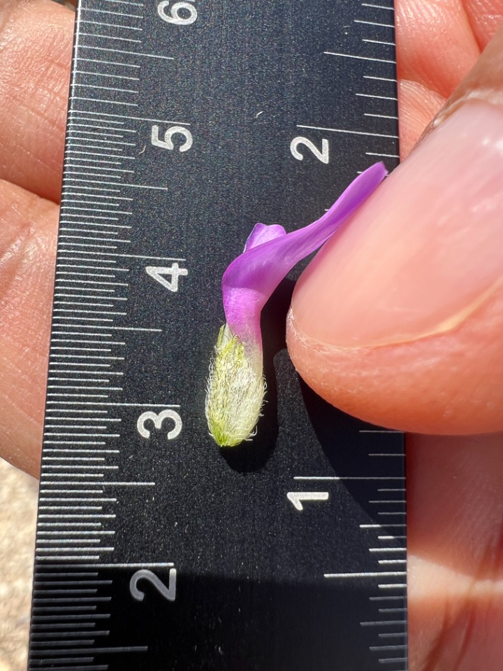 Astragalus onobrychis