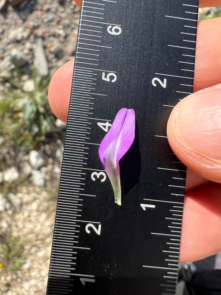 Astragalus onobrychis