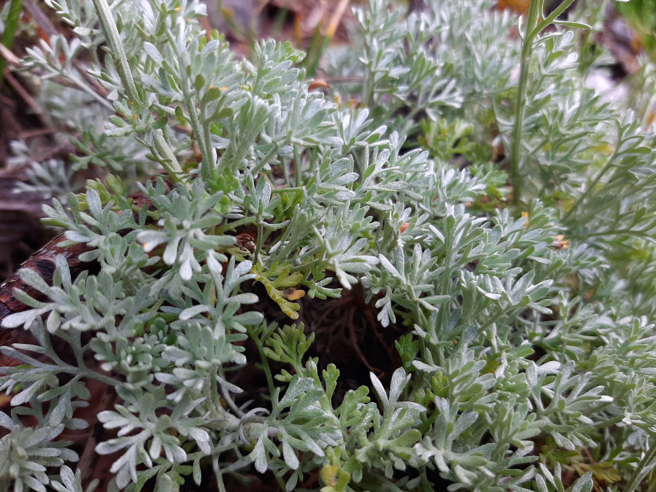 Anthemis cretica subsp. absinthifolia