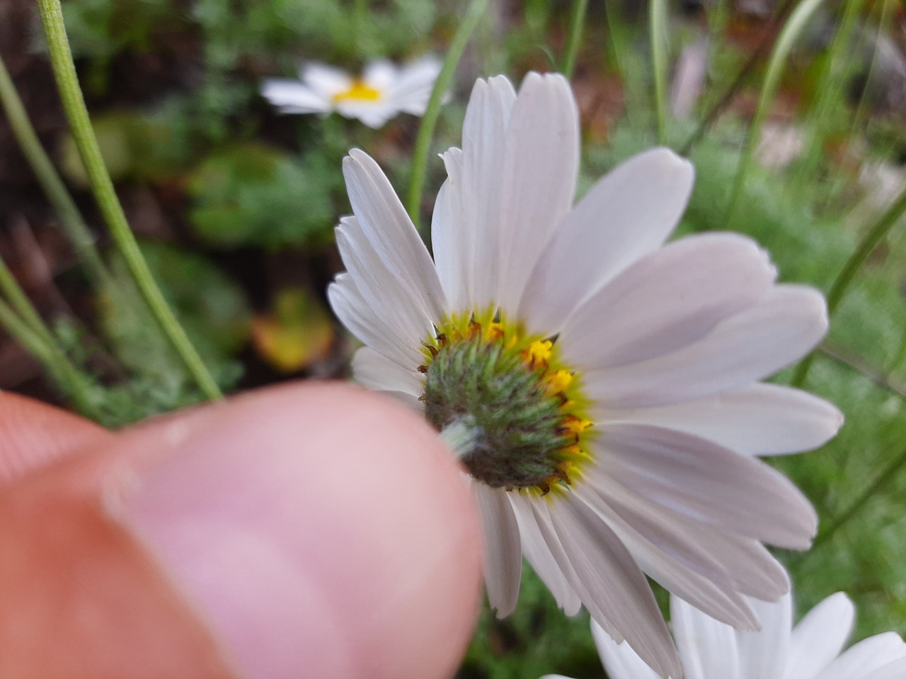 Anthemis cretica subsp. absinthifolia