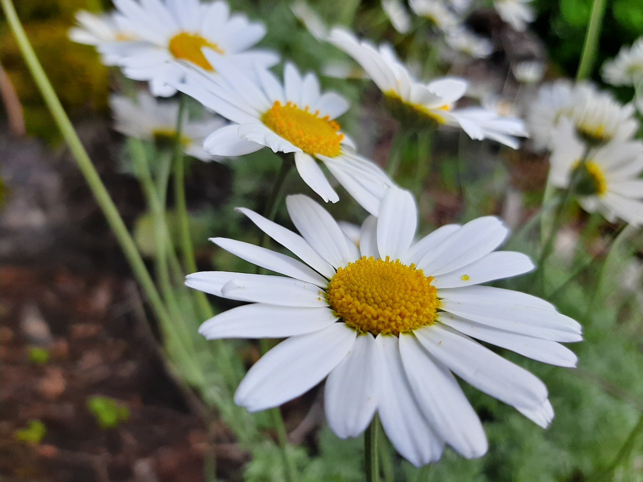 Anthemis cretica subsp. absinthifolia