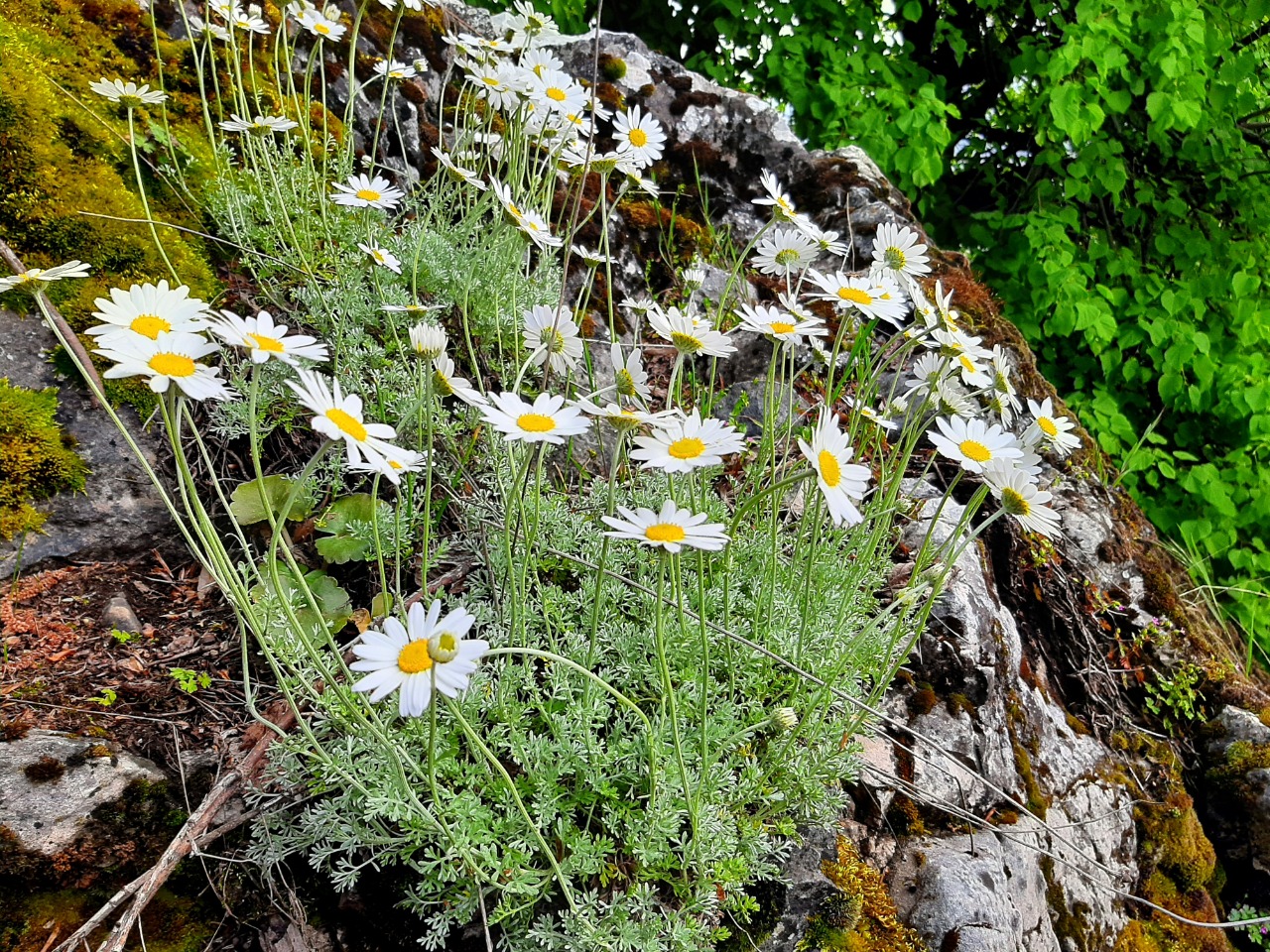 Anthemis cretica subsp. absinthifolia