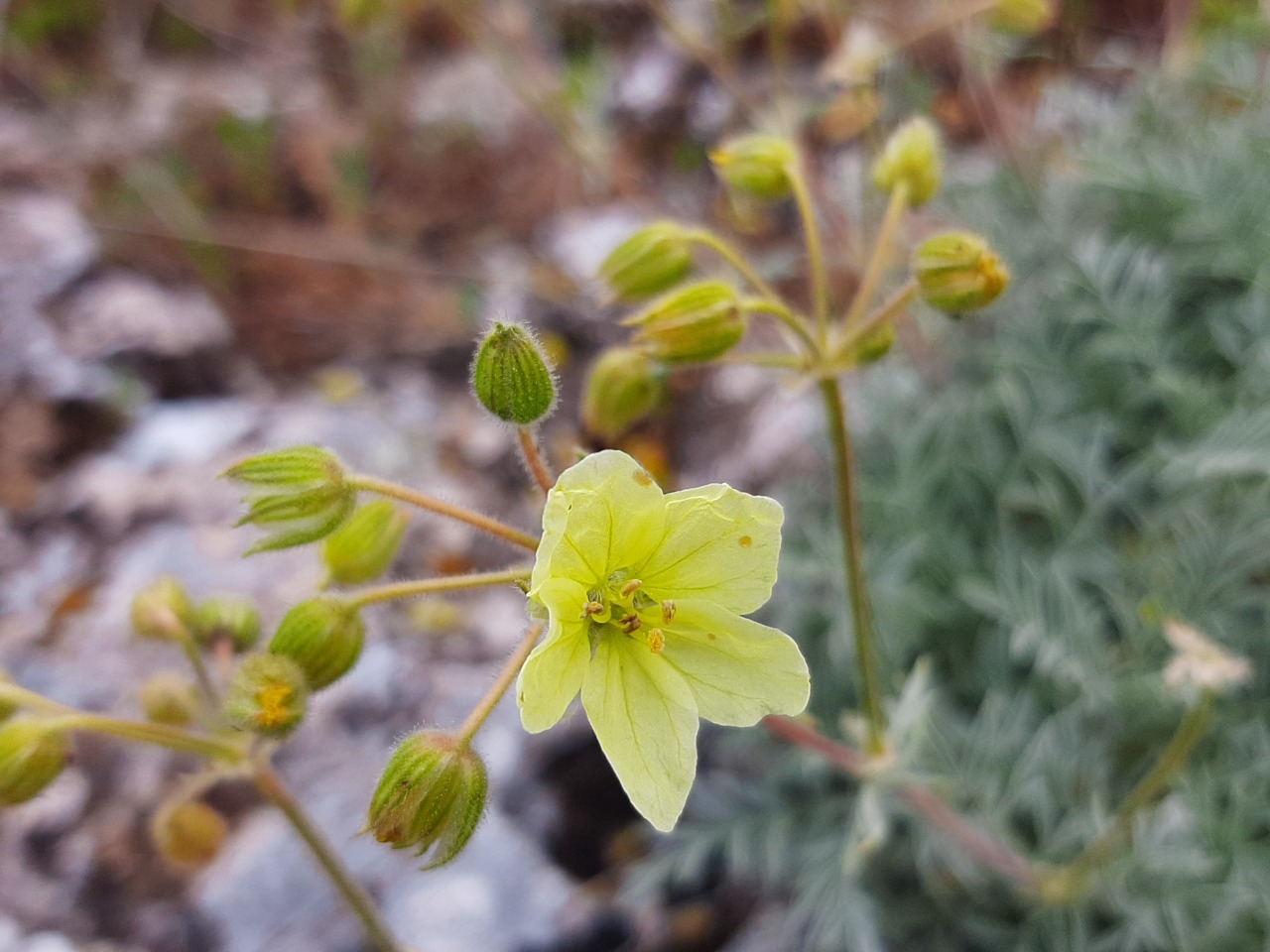 Erodium somanum