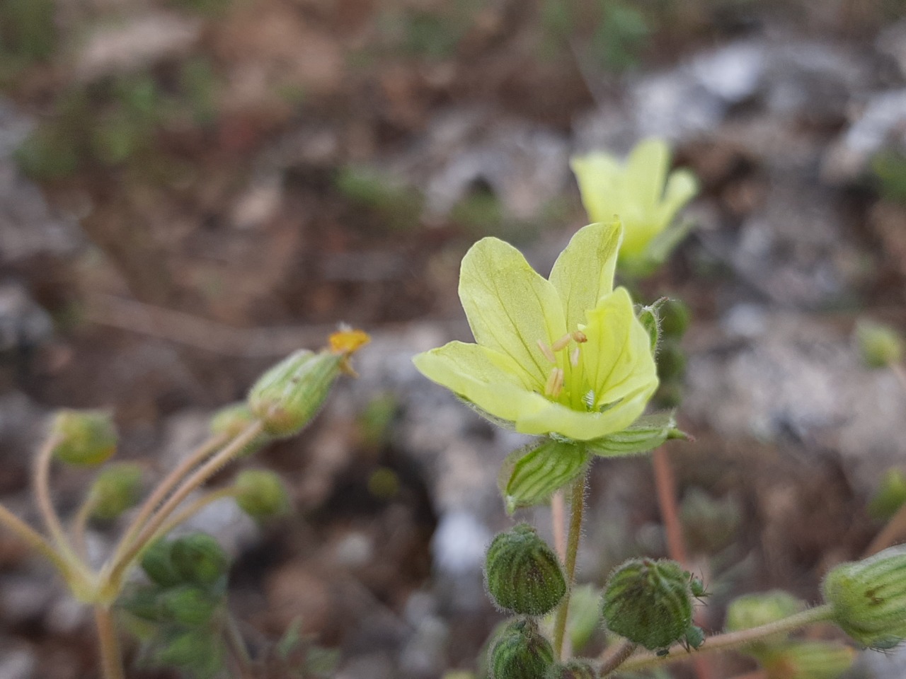 Erodium somanum