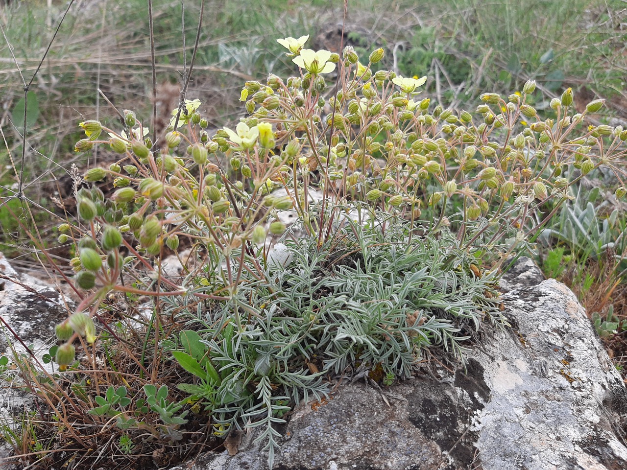 Erodium somanum