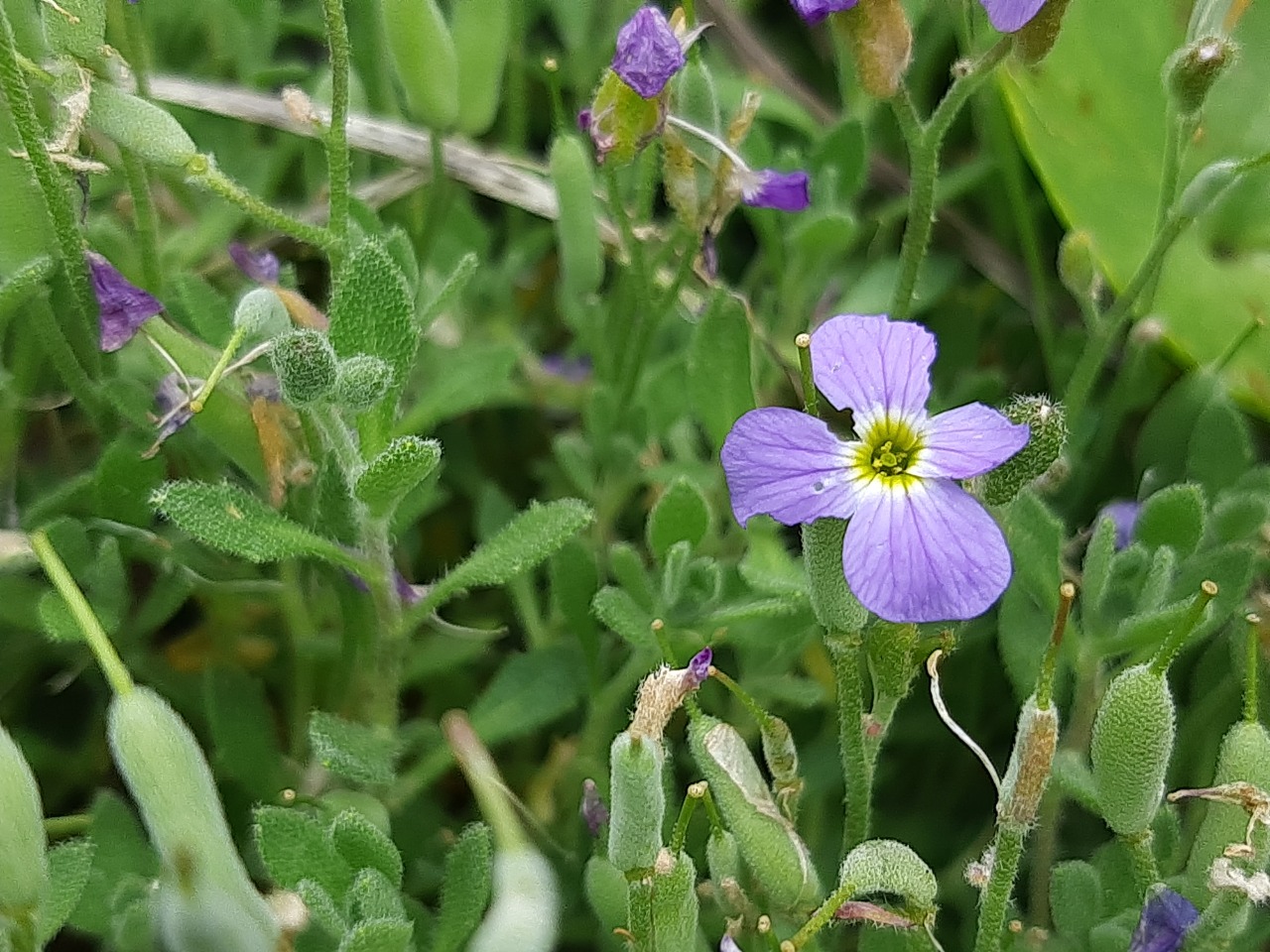 Aubrieta deltoidea