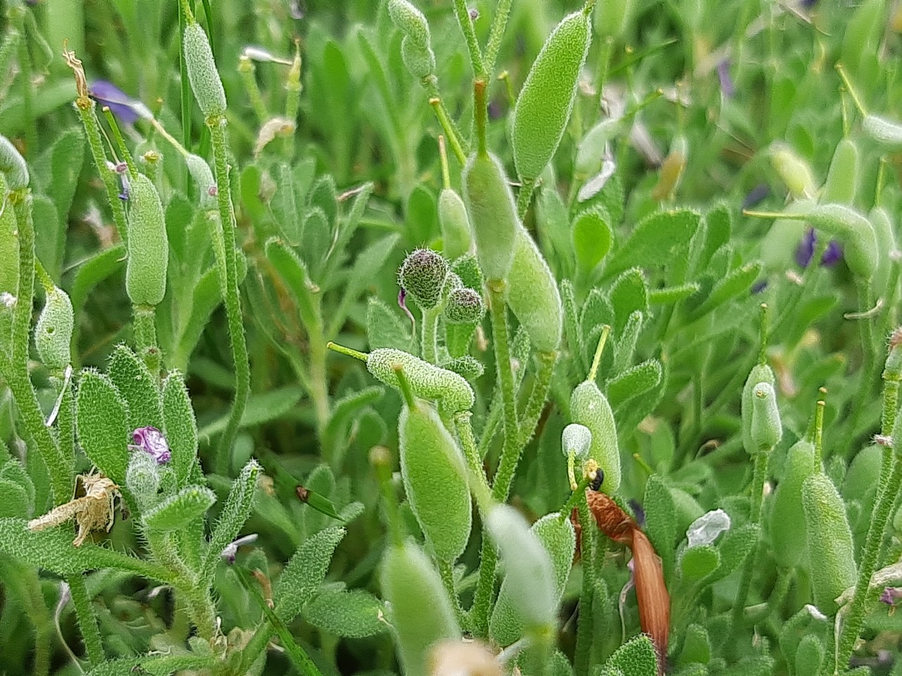 Aubrieta deltoidea
