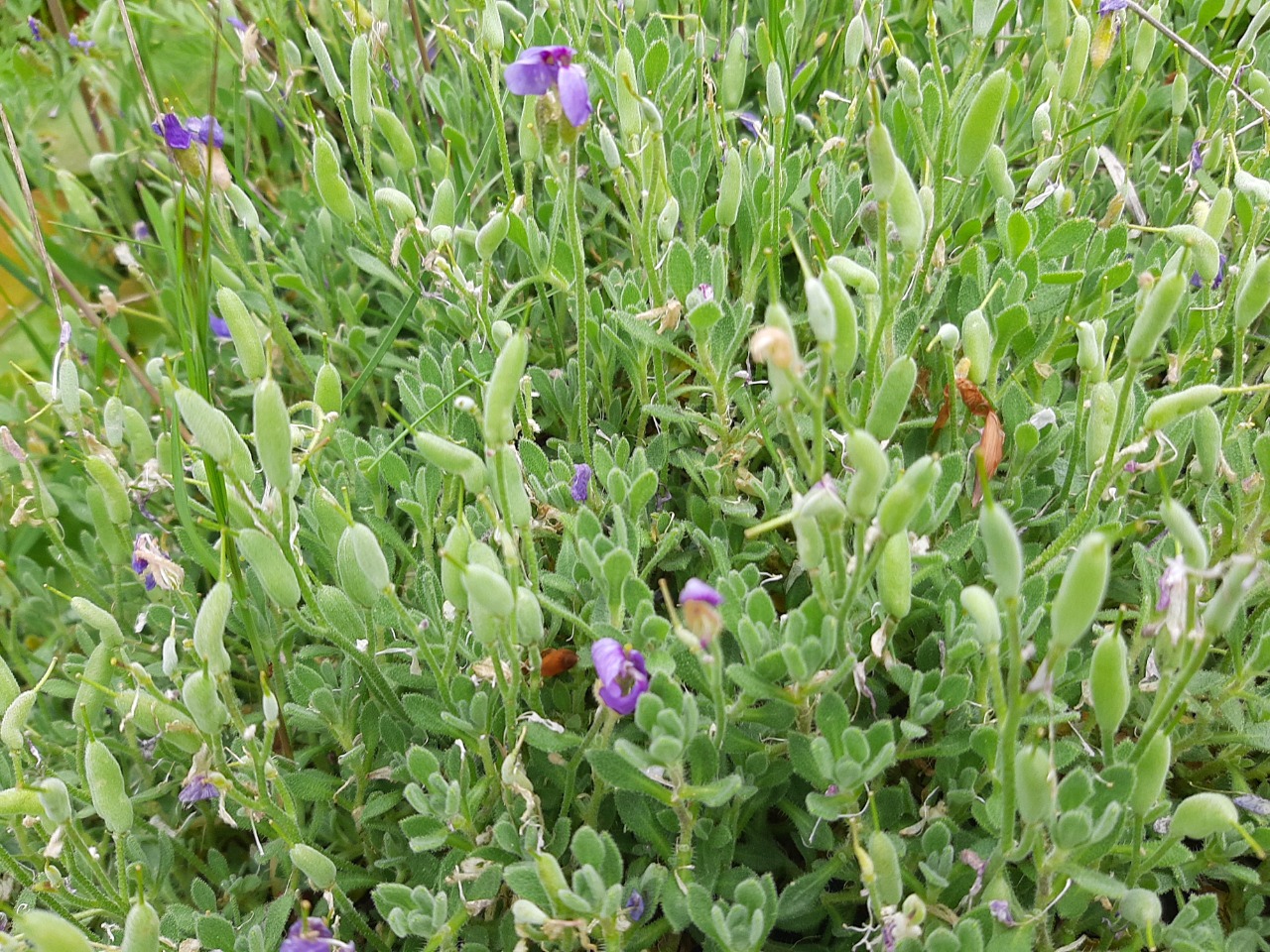 Aubrieta deltoidea