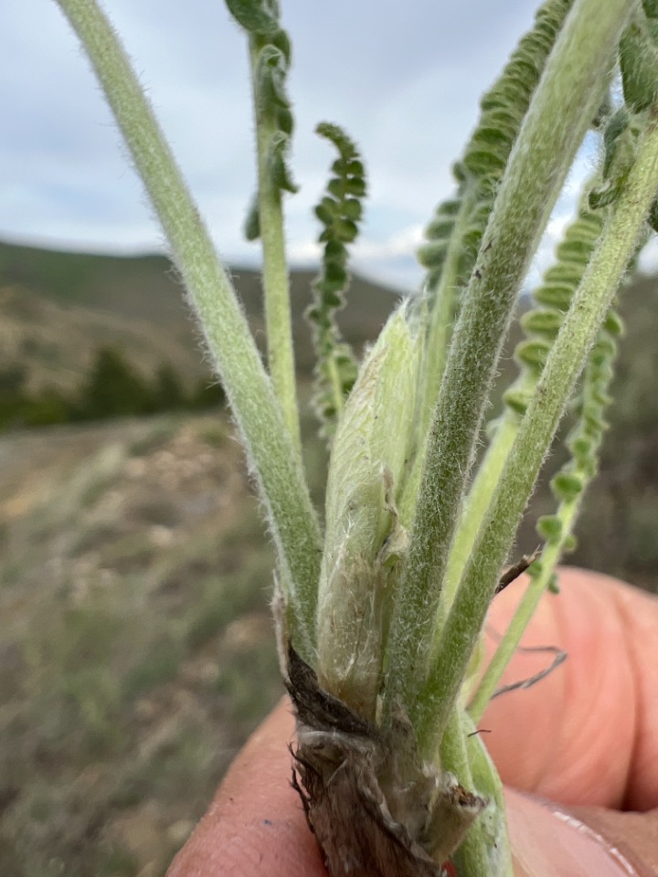 Astragalus densifolius subsp. amasiensis