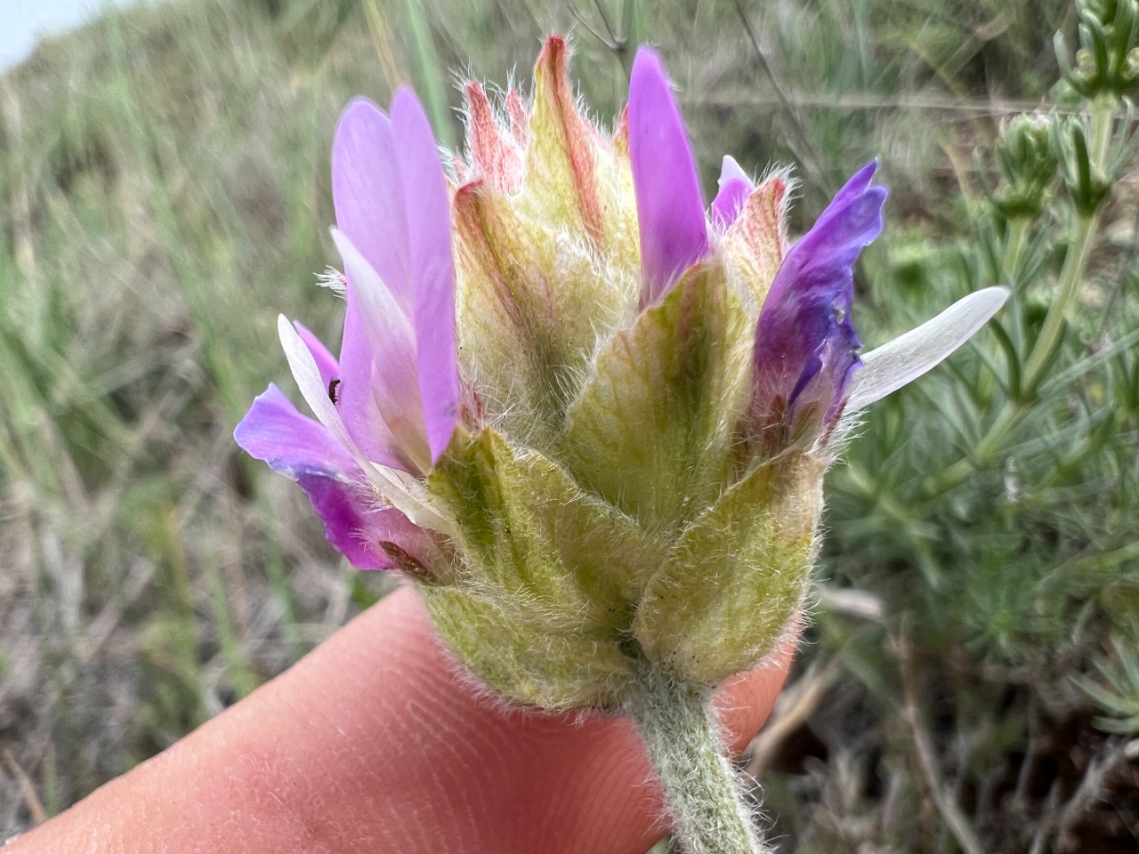 Astragalus densifolius subsp. amasiensis