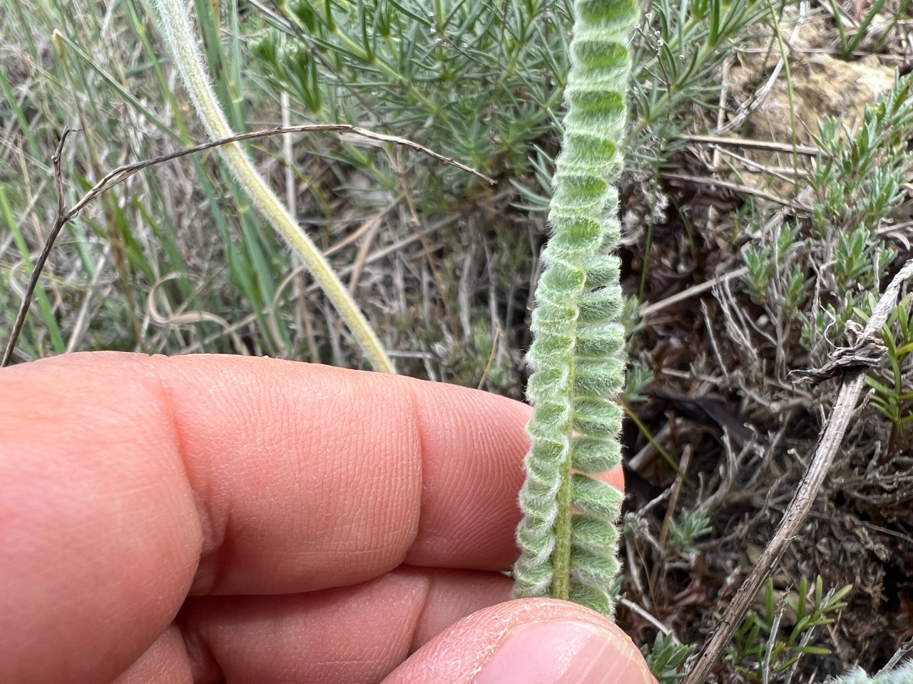 Astragalus densifolius subsp. amasiensis