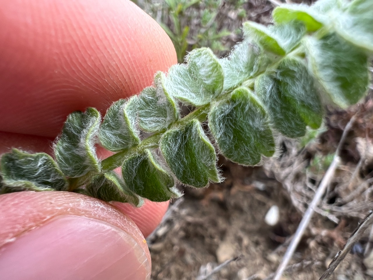 Astragalus densifolius subsp. amasiensis