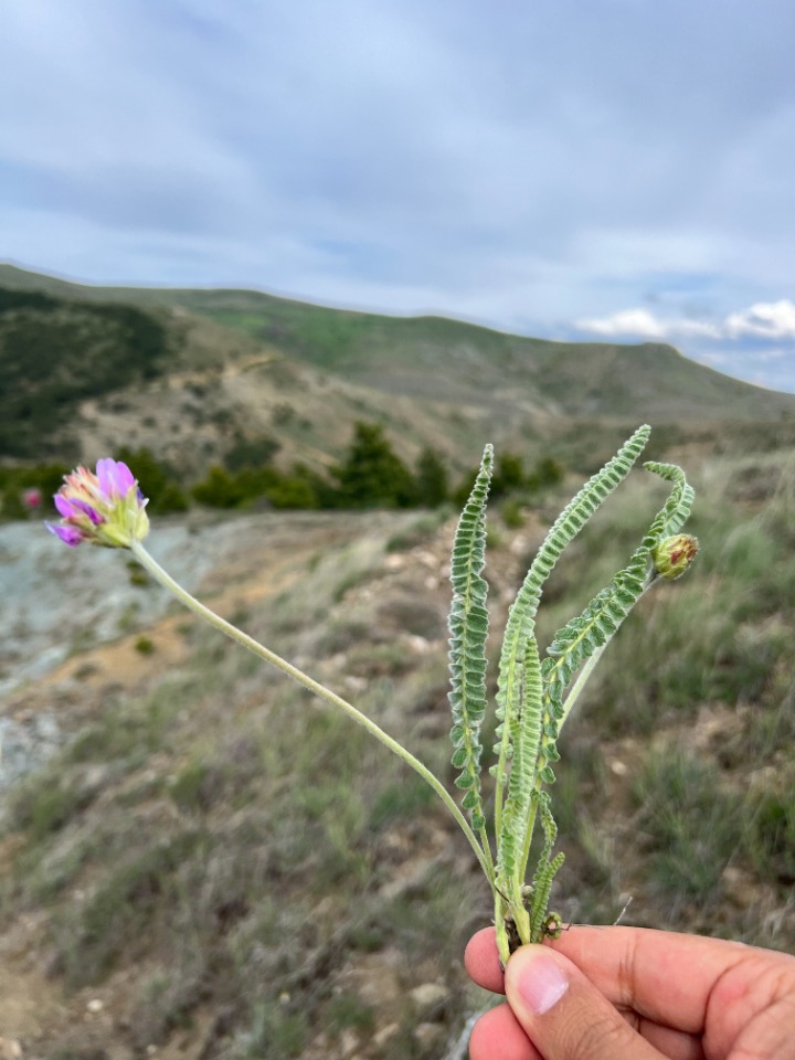 Astragalus densifolius subsp. amasiensis