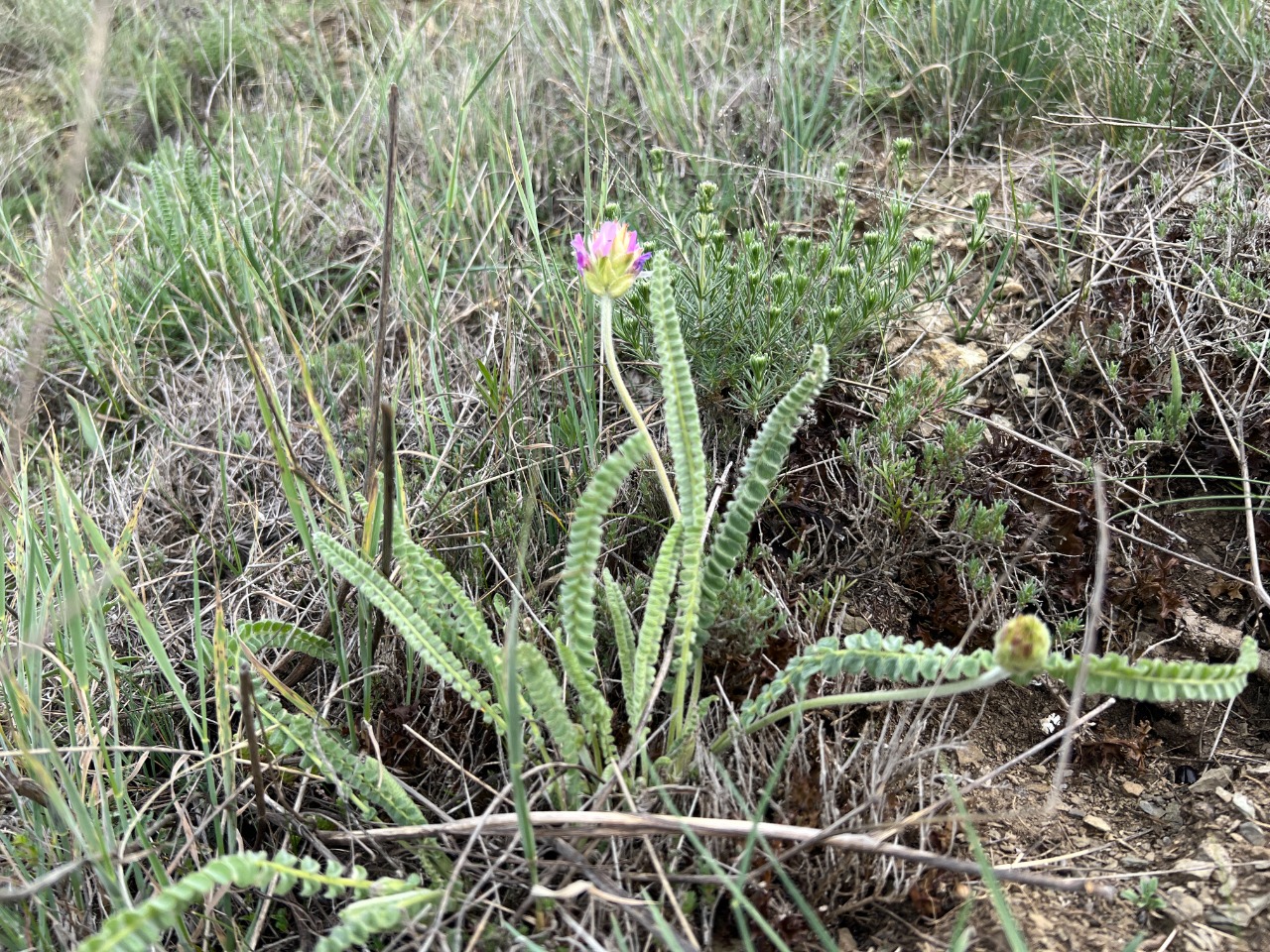 Astragalus densifolius subsp. amasiensis