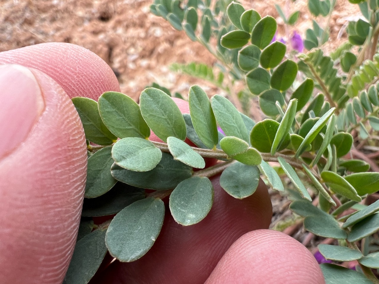 Astragalus glaucophyllus