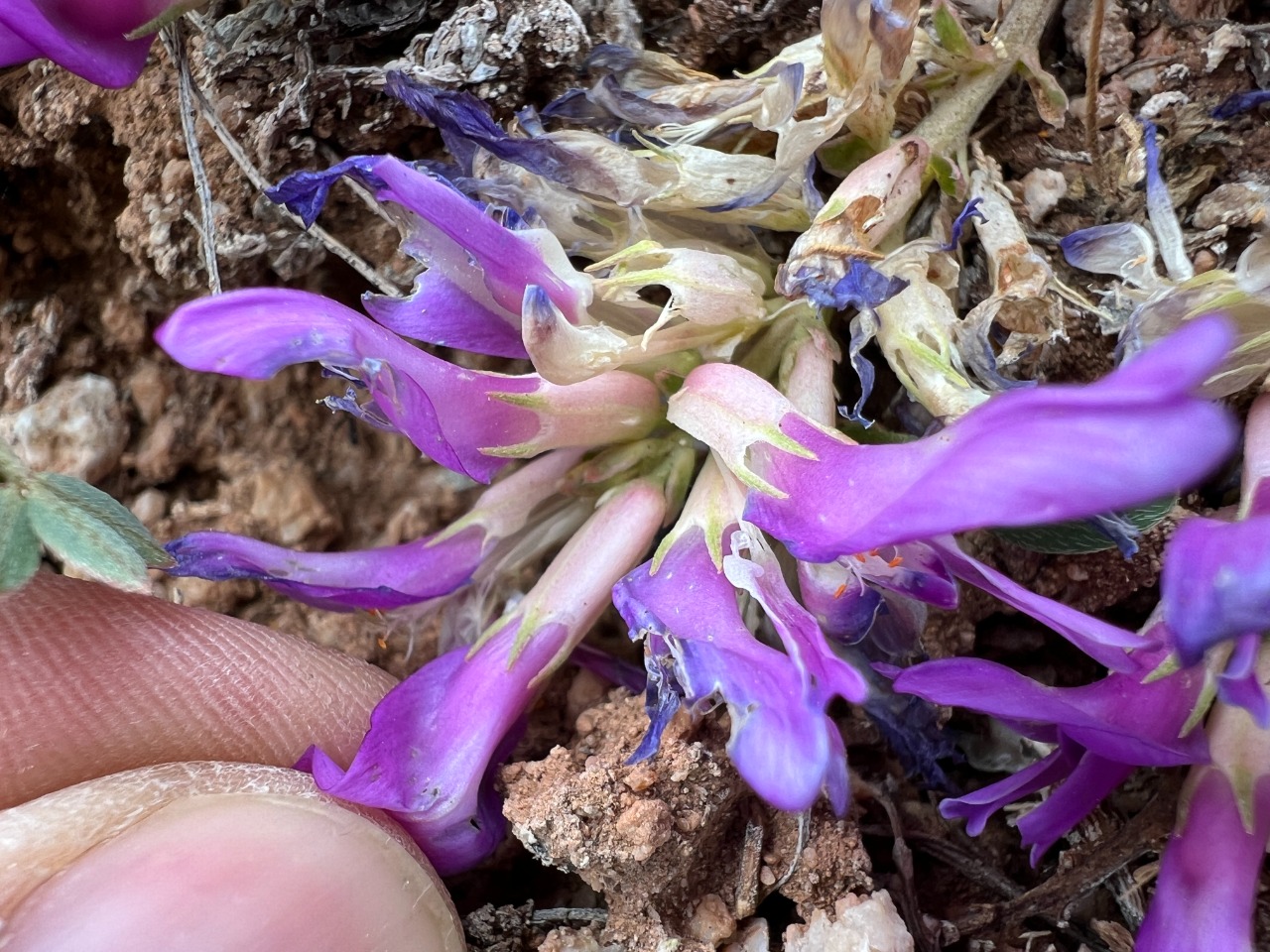 Astragalus glaucophyllus