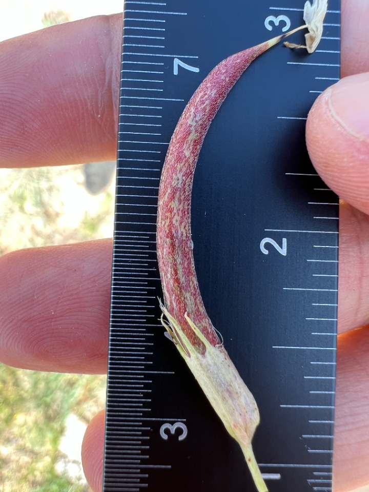 Astragalus glaucophyllus