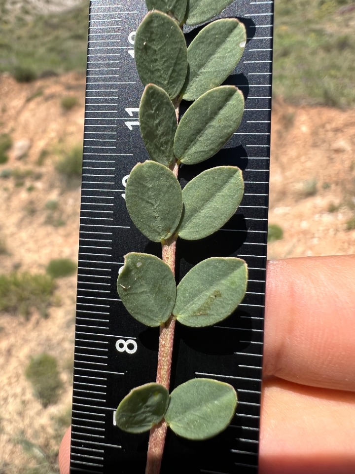 Astragalus glaucophyllus