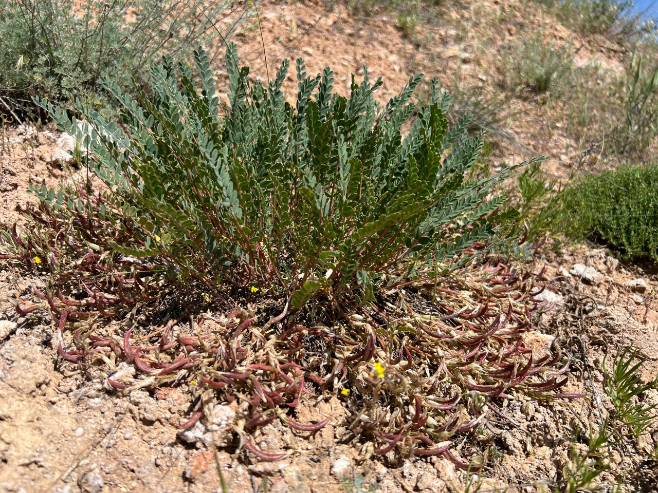 Astragalus glaucophyllus