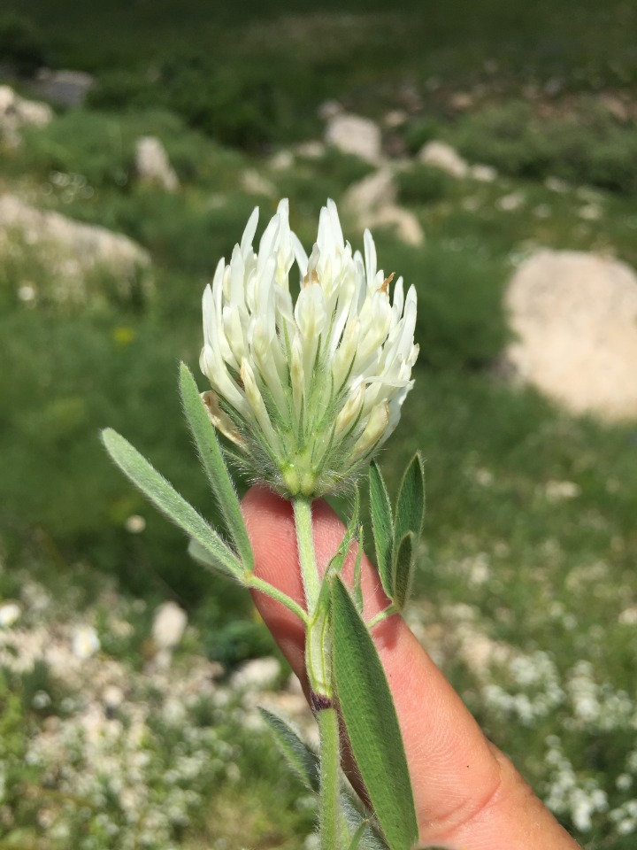 Trifolium pannonicum subsp. elongatum