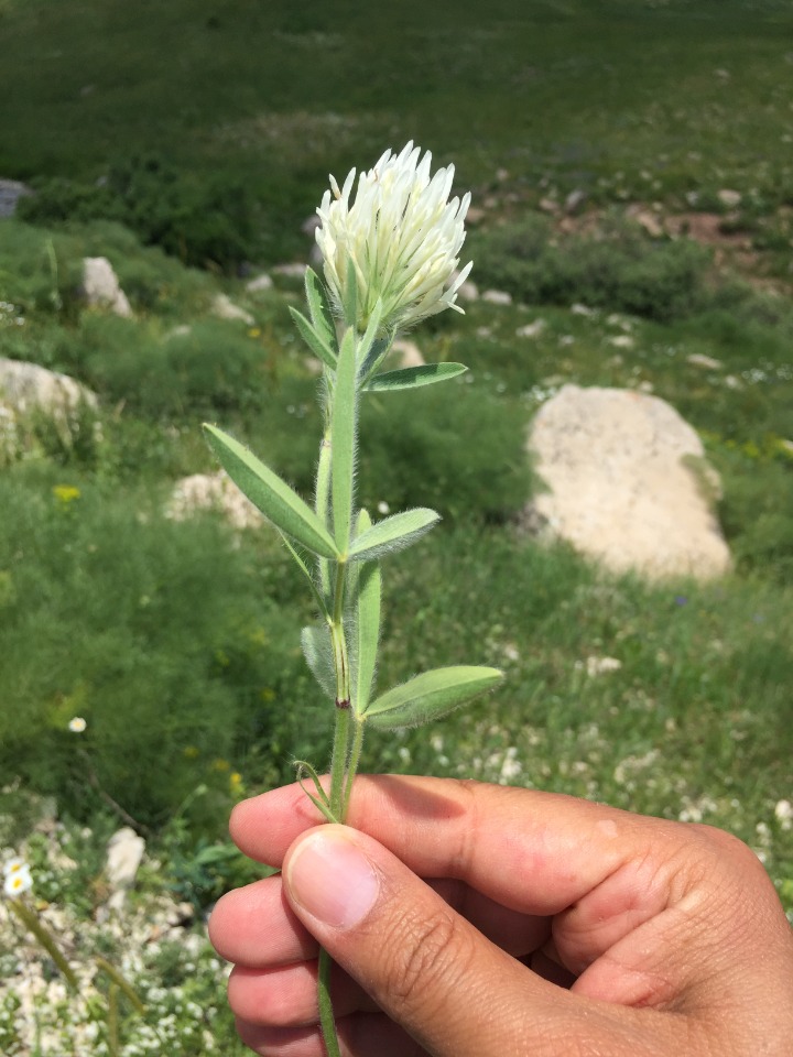 Trifolium pannonicum subsp. elongatum