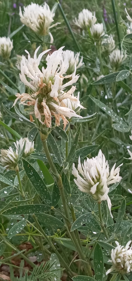 Trifolium pannonicum subsp. elongatum