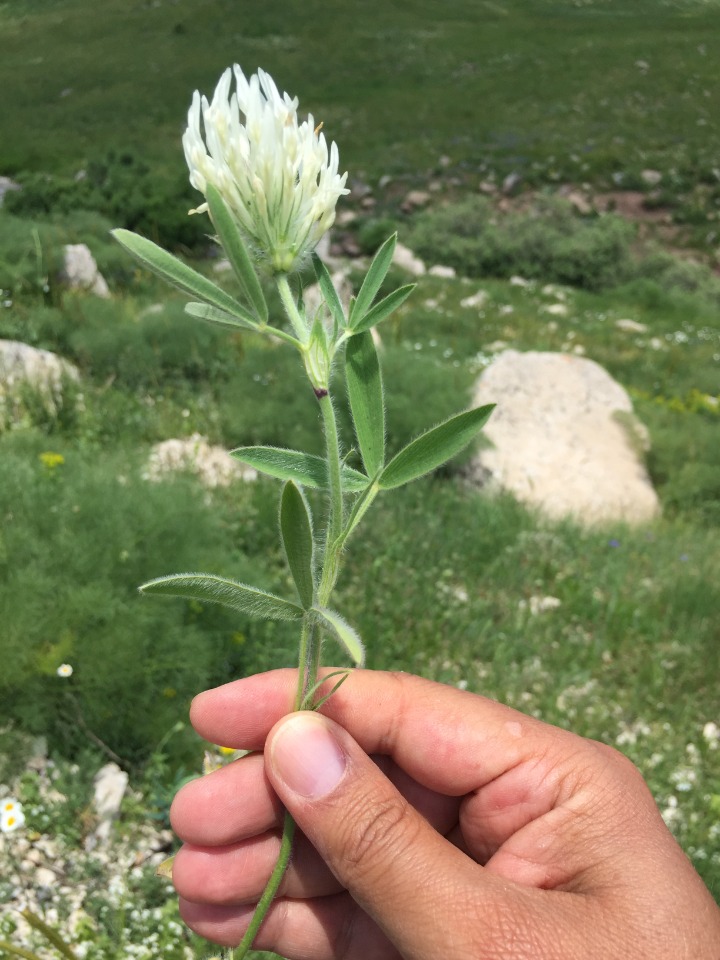 Trifolium pannonicum subsp. elongatum