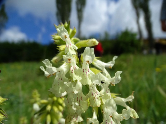 Stachys recta