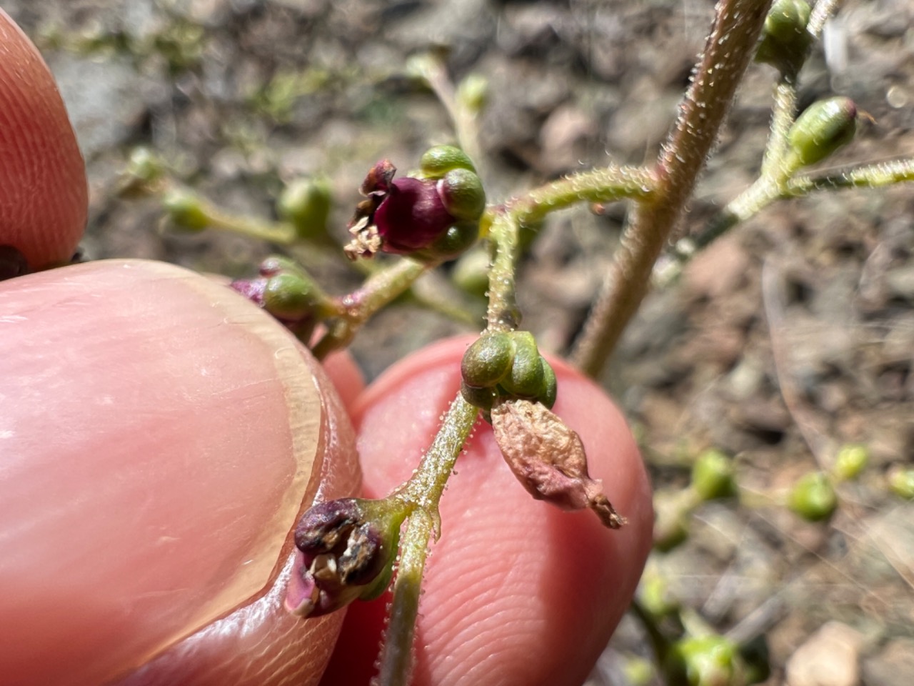 Scrophularia erzincanica