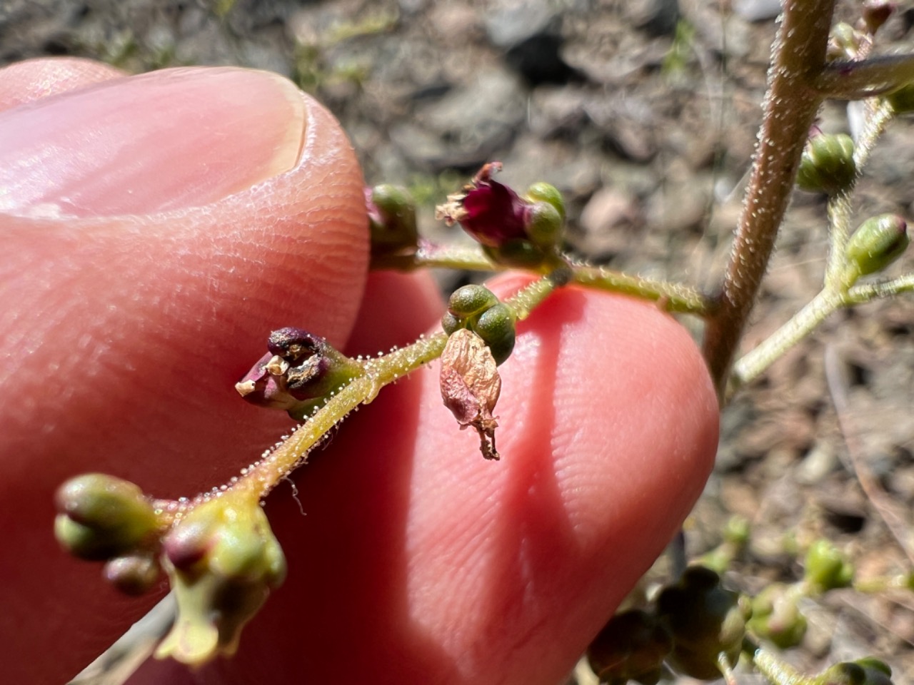 Scrophularia erzincanica