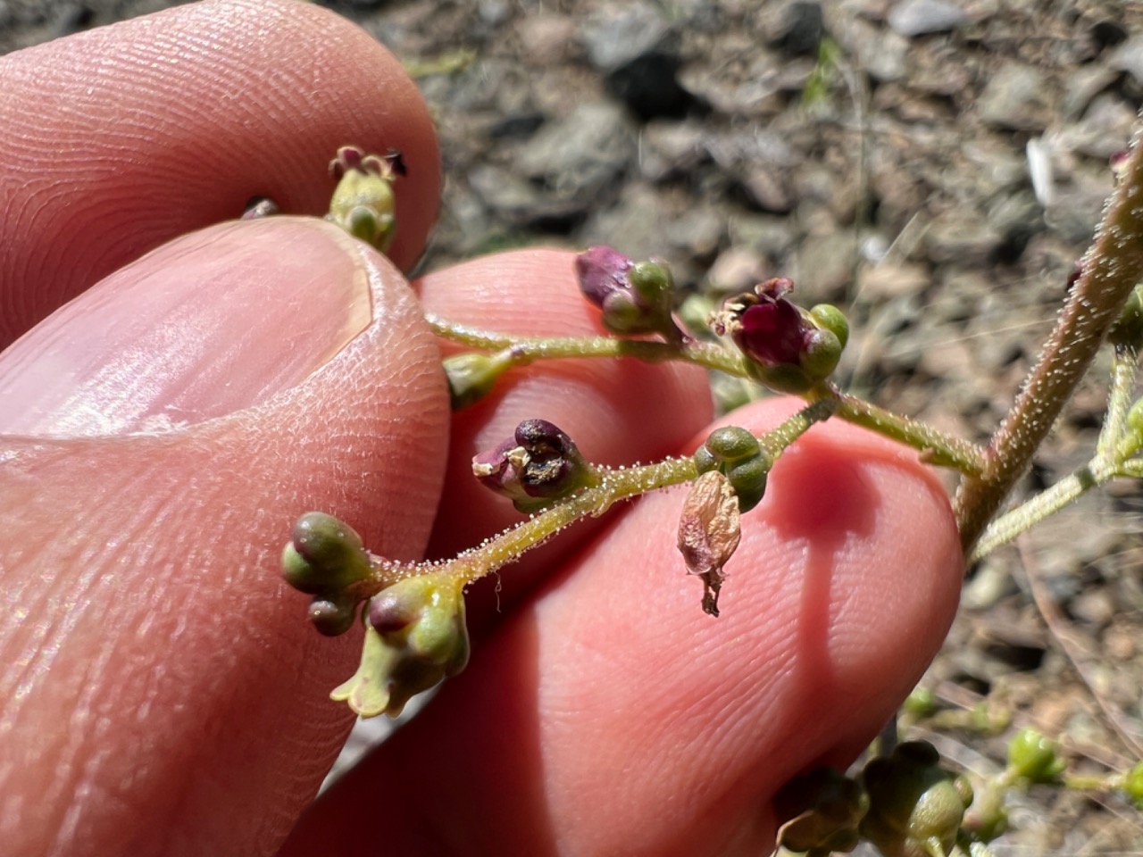 Scrophularia erzincanica