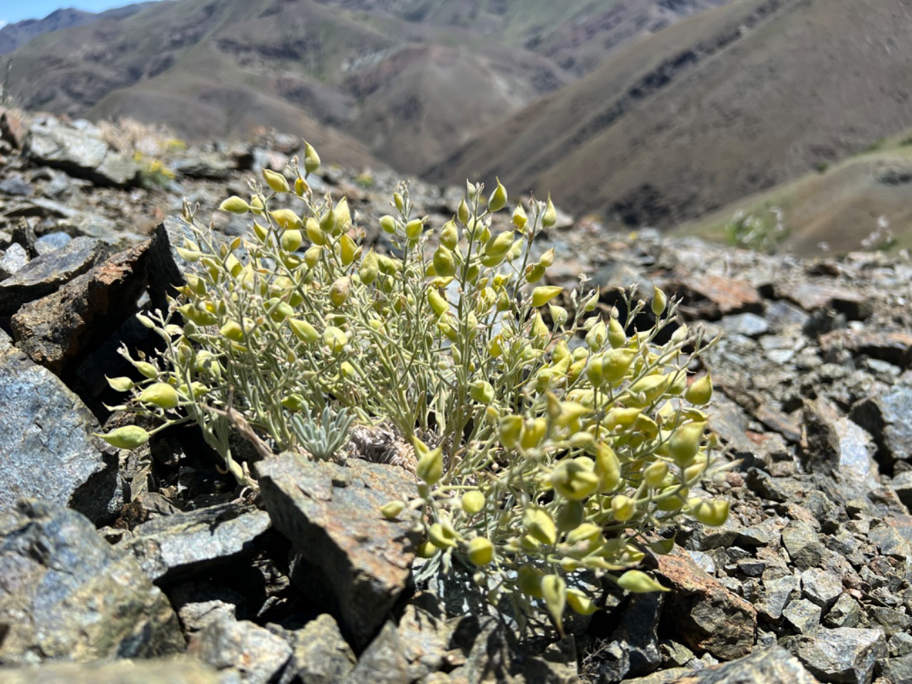 Physoptychis haussknechtii