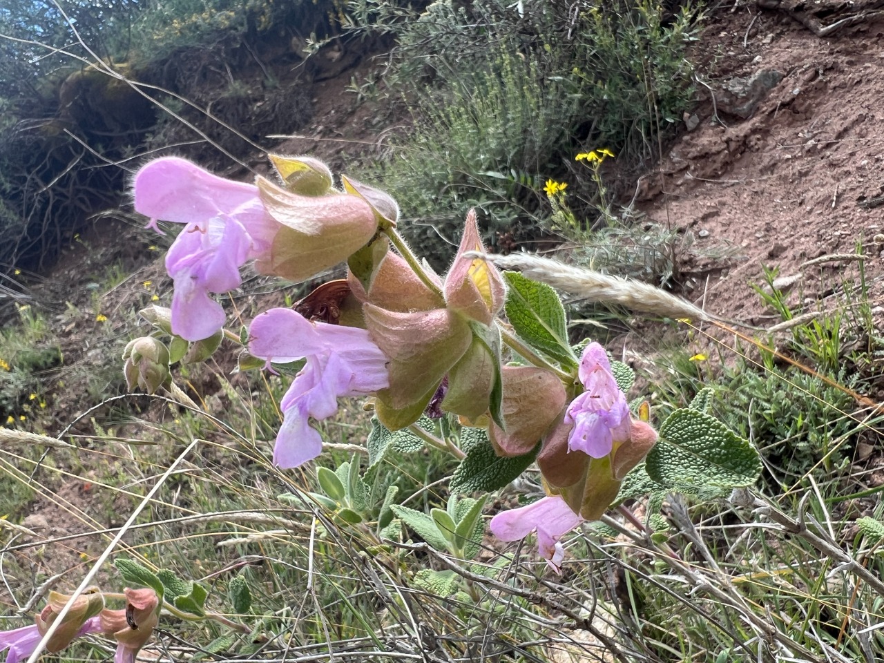 Salvia euphratica