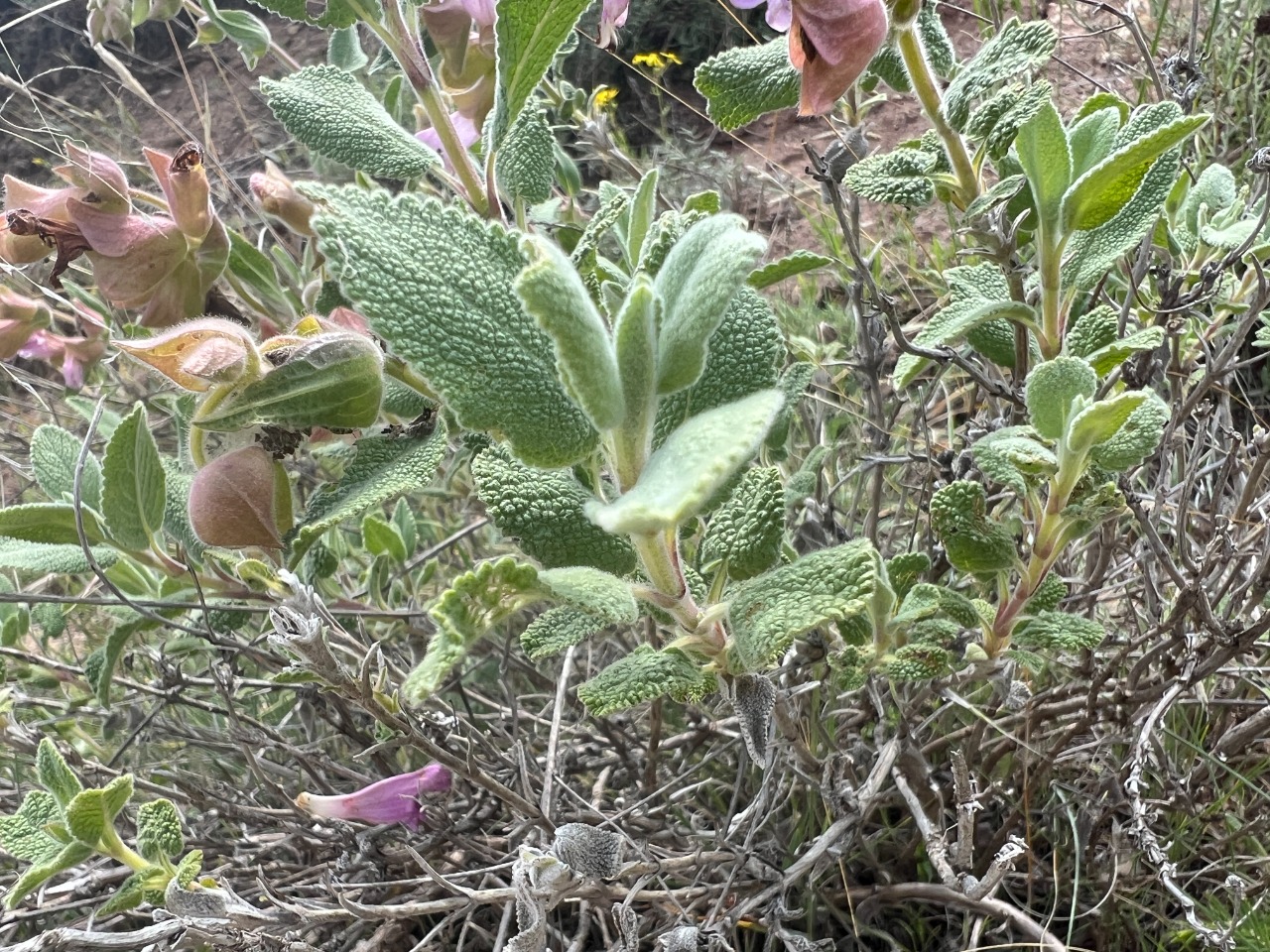 Salvia euphratica