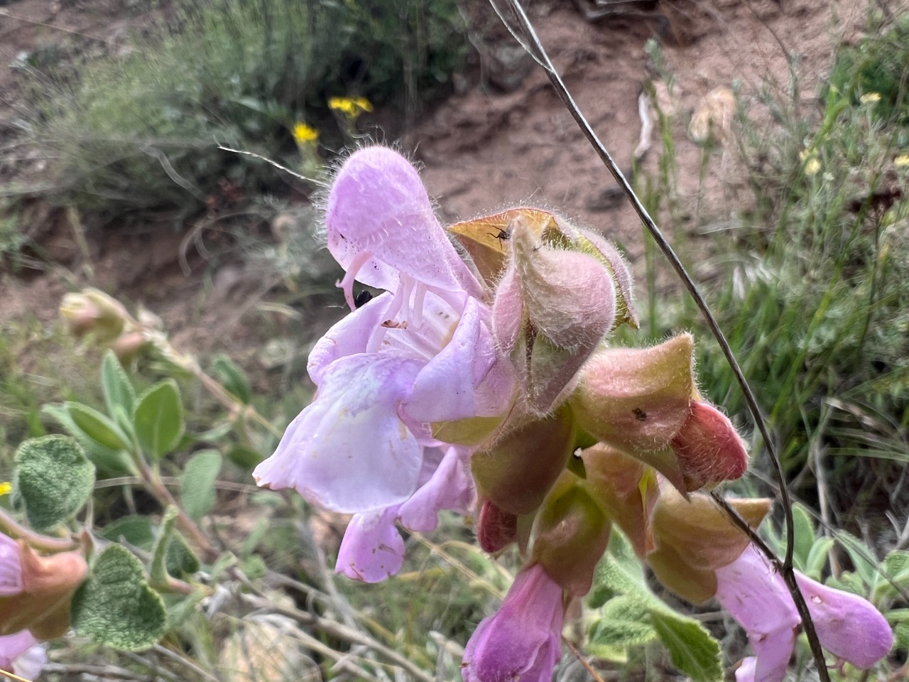 Salvia euphratica