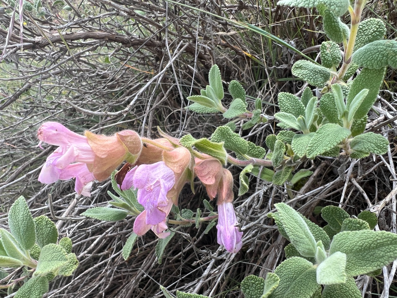 Salvia euphratica