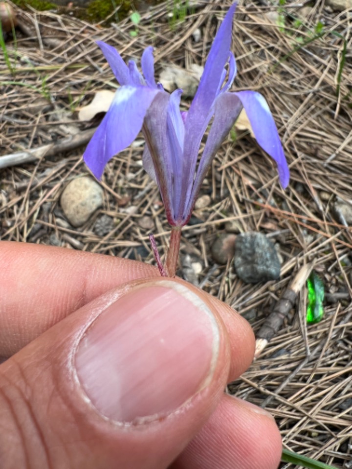 Moraea sisyrinchium