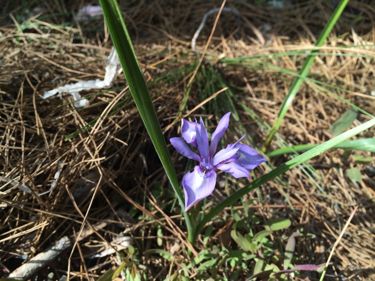 Moraea sisyrinchium