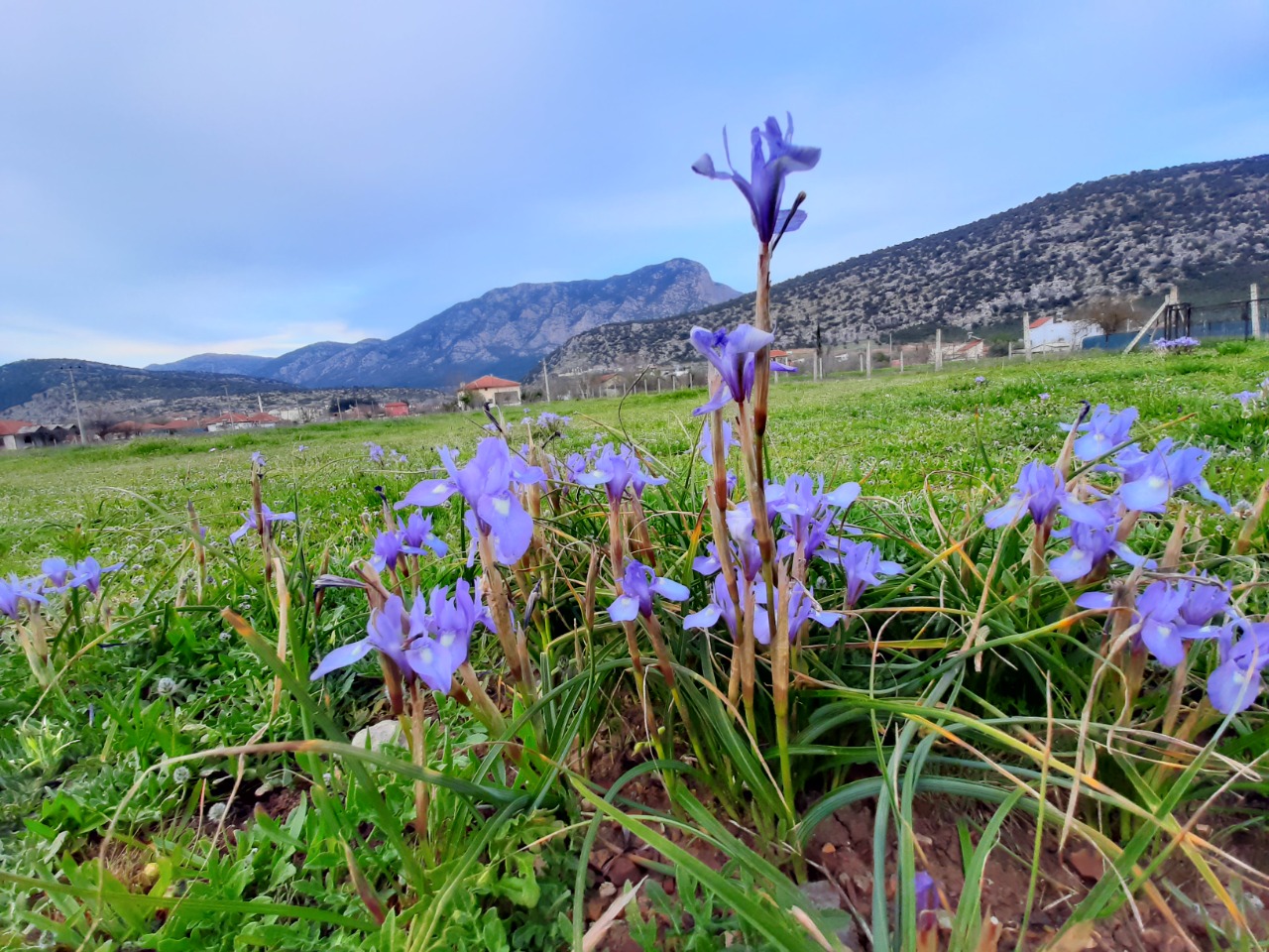 Moraea sisyrinchium