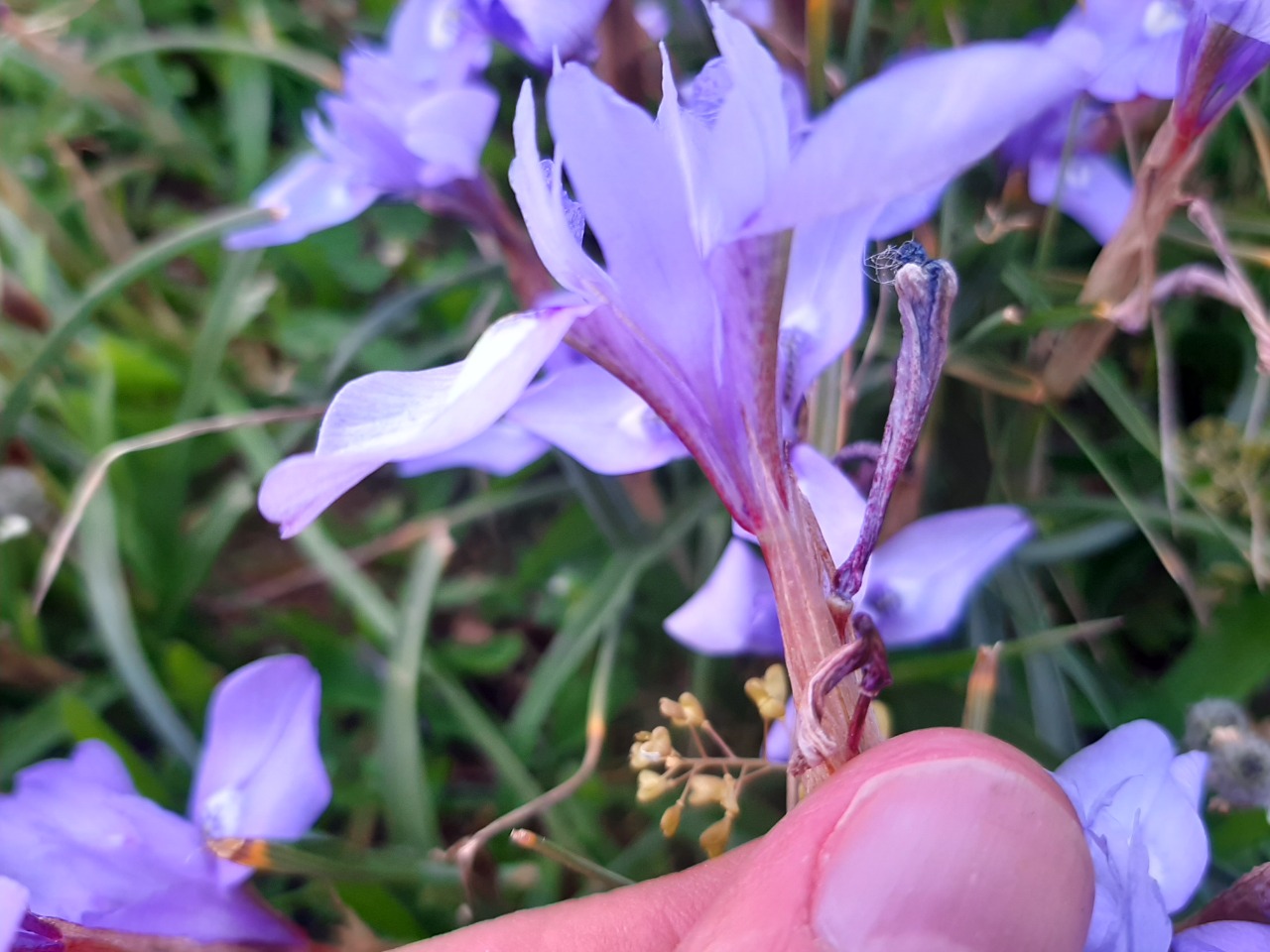 Moraea sisyrinchium