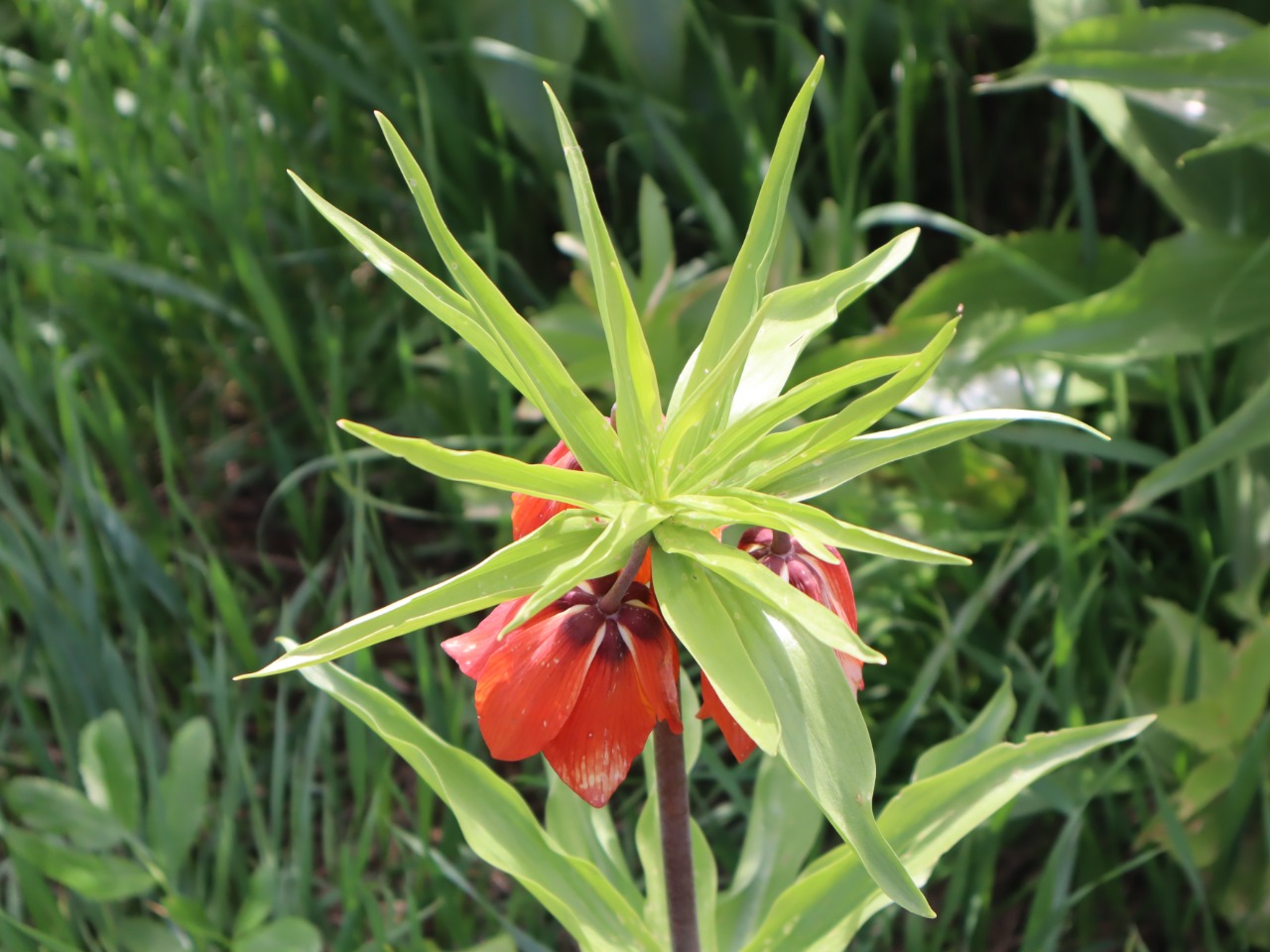 Fritillaria imperialis