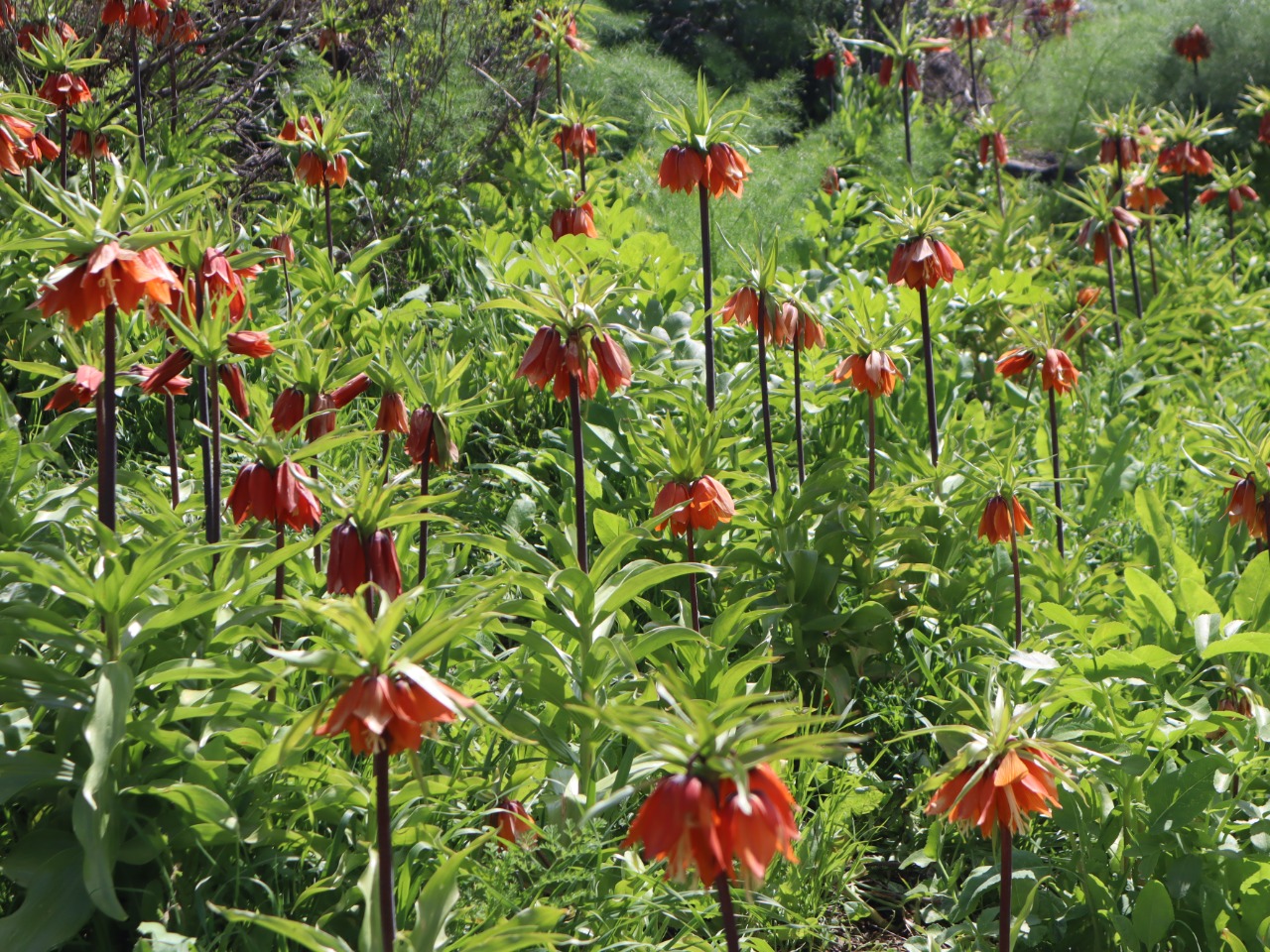 Fritillaria imperialis