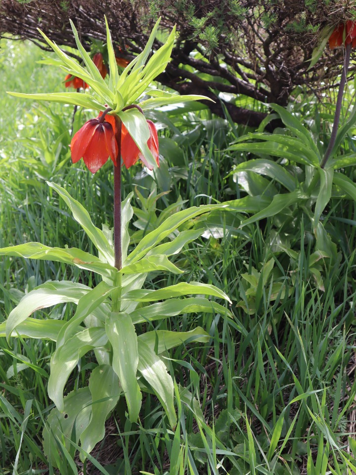 Fritillaria imperialis