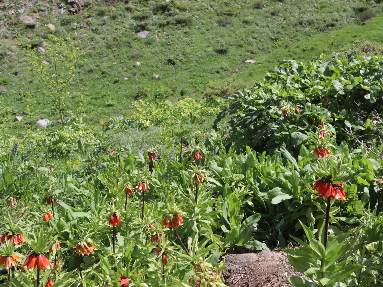 Fritillaria imperialis