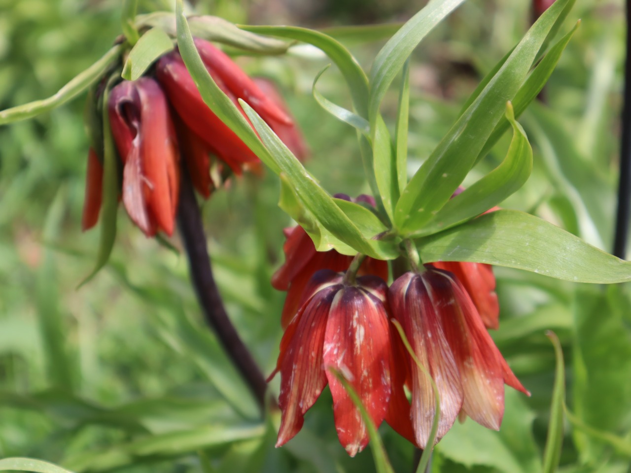 Fritillaria imperialis