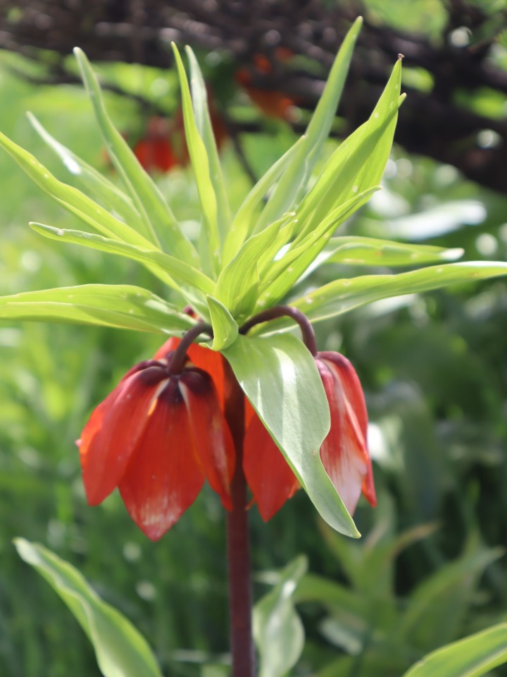 Fritillaria imperialis