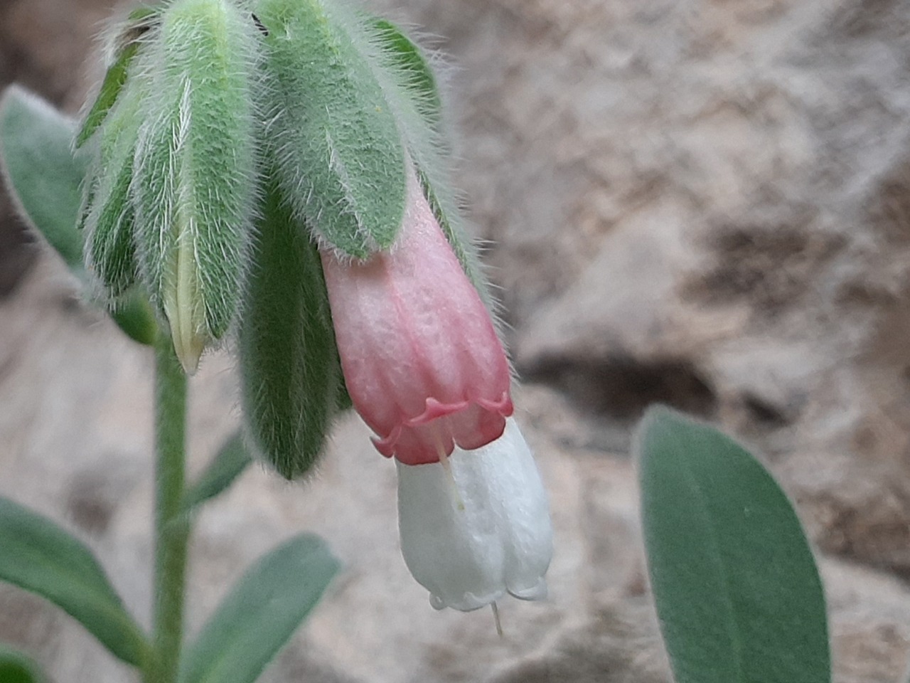 Onosma alborosea subsp. alborosea