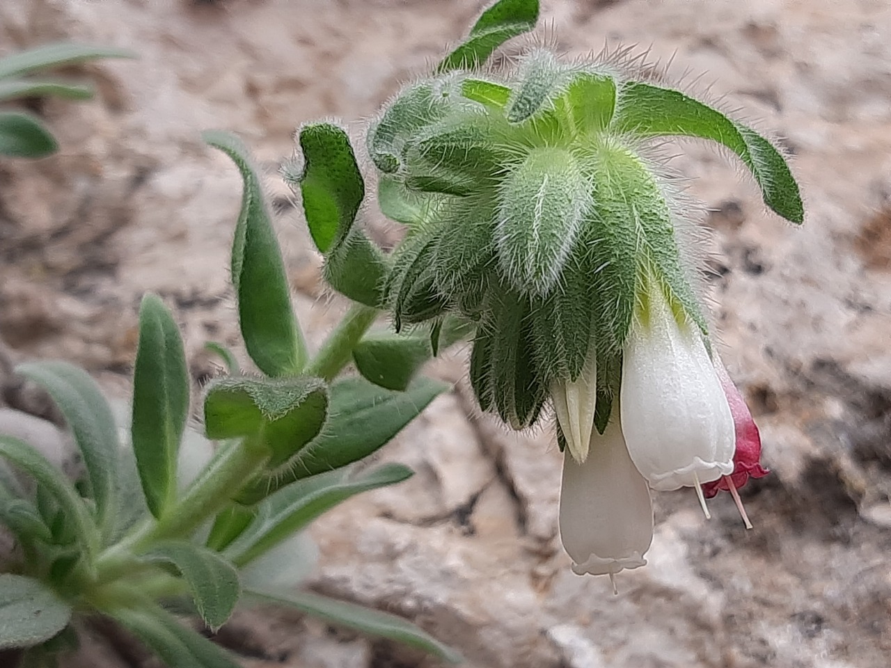 Onosma alborosea subsp. alborosea